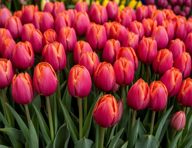 optovaya-prodazha-tyulpanov-k-8-marta